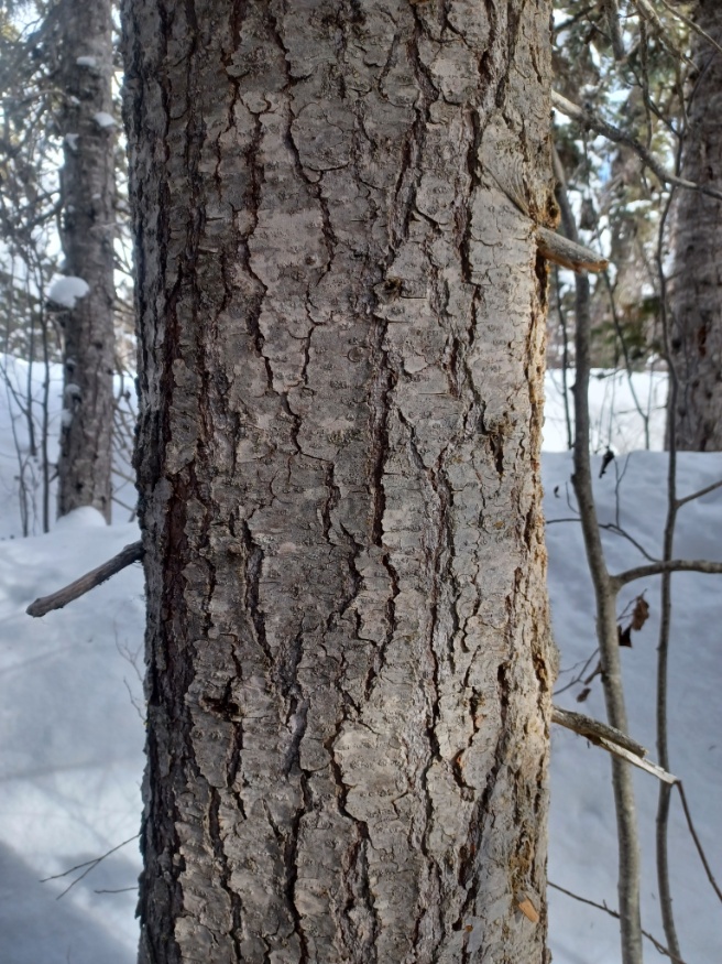 subalpine fir mature bark
