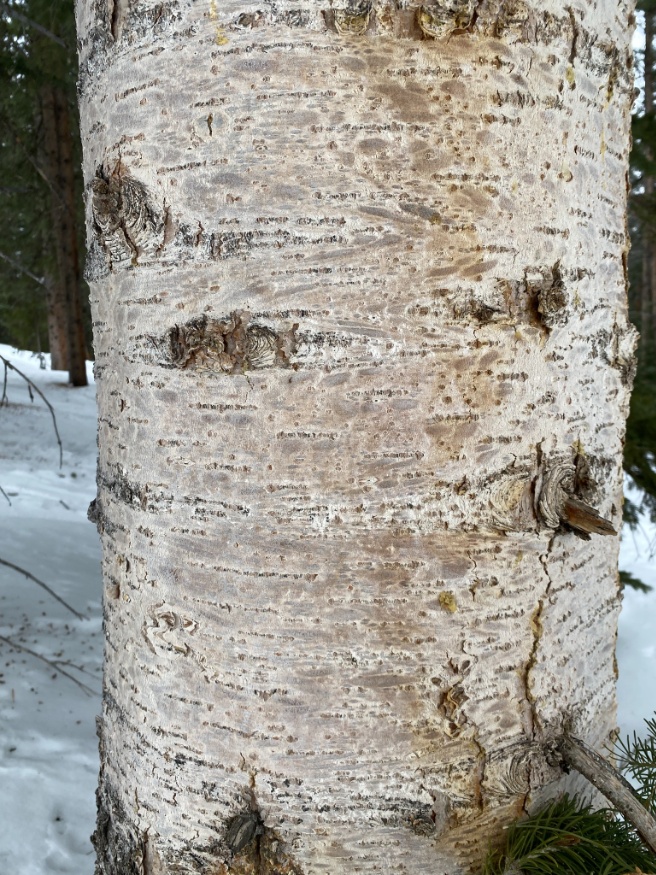 subalpine fir young bark