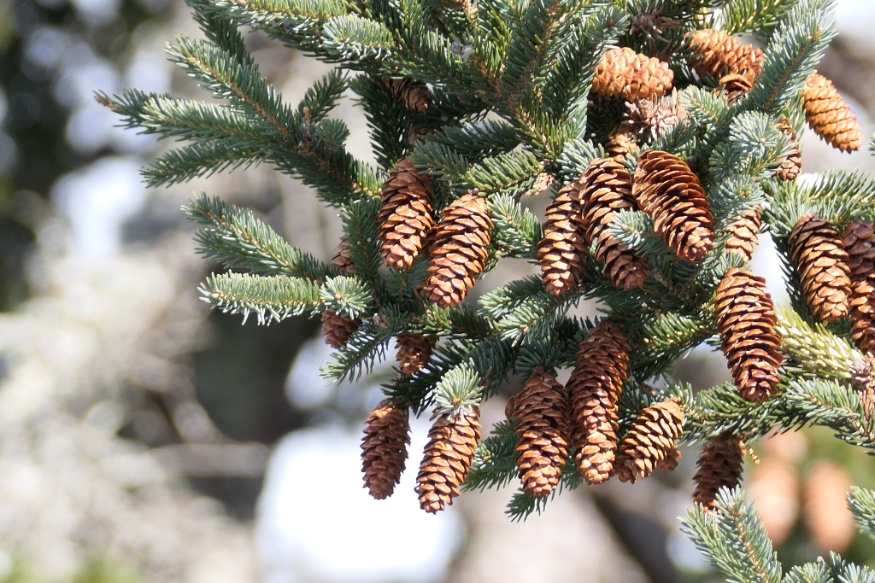 white spruce cones