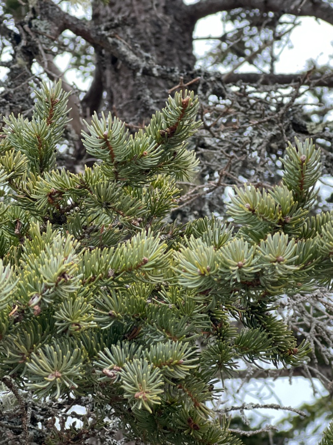 white spruce needles